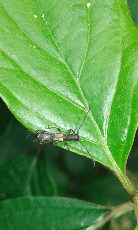 Brachypteroma ottomanum (Cerambycidae)? S.